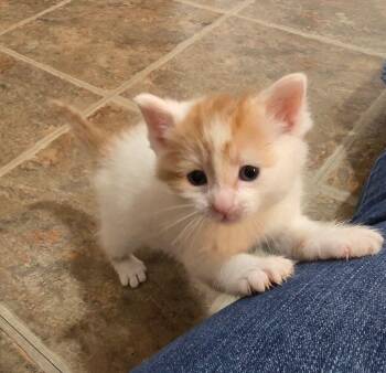 American Shorthair Cats Available for Adoption - Opal | PetCurious