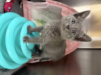 Penelope -  Domestic Short Hair and Russian Blue Cat for Adoption in Greensboro, North Carolina - Penelope | PetCurious