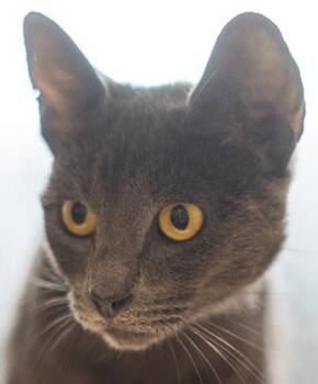 Meowticia -  Domestic Short Hair Cat for Adoption in Encinitas, California - Meowticia | PetCurious