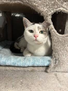 Rescue Domestic Short Hair Cats for Adoption in Oak Forest, Illinois - Cool Whip | PetCurious