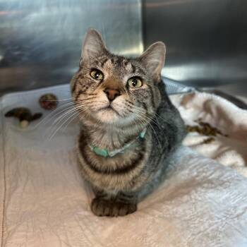 Katherine -  Domestic Short Hair Cat for Adoption in Matteson, Illinois - Katherine | PetCurious