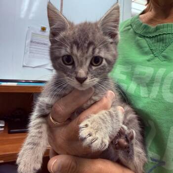 Asher -  Domestic Short Hair Cat for Adoption - Asher | PetCurious