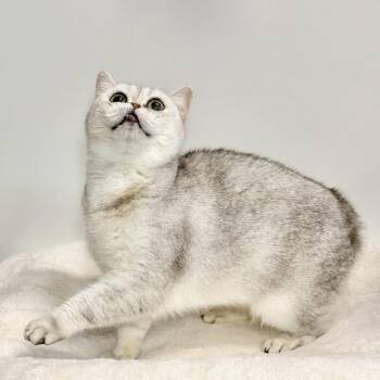 Iona -  Persian Cat for Adoption in East Hampton, New York - Iona | PetCurious