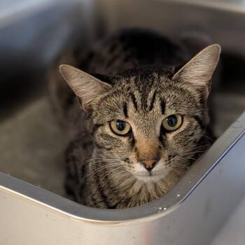 Domestic Short Hair Cats Available for Adoption - Beans | PetCurious