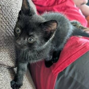 Tiny Tot -  Domestic Short Hair Cat for Adoption in West Olive, Michigan - Tiny Tot | PetCurious