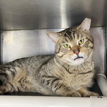 Domestic Short Hair Cats Available for Adoption in Roanoke, Virginia - Bean | PetCurious
