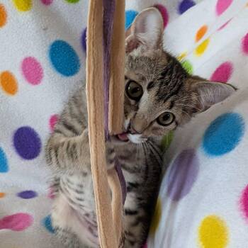 Domestic Short Hair Cats Available for Adoption - Tamarind | PetCurious