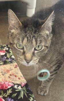 Cher -  Domestic Short Hair Cat for Adoption in Bellevue, Washington - Cher | PetCurious