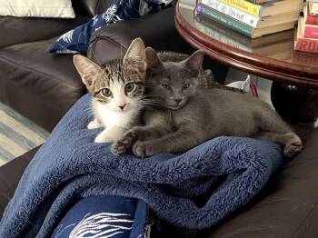 Jasmine -  Domestic Short Hair Cat for Adoption in West Palm Beach, Florida - Jasmine | PetCurious
