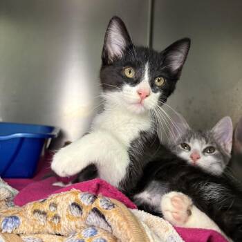 Milo -  Domestic Short Hair Cat for Adoption in Asheville, North Carolina - Milo | PetCurious