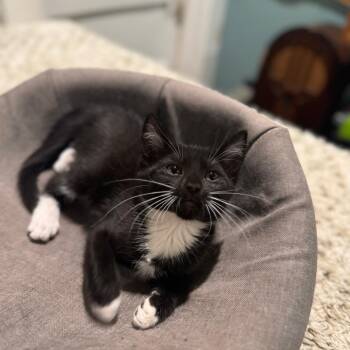 Wendy -  Domestic Medium Hair Cat for Adoption in Wilmington, North Carolina - Wendy | PetCurious
