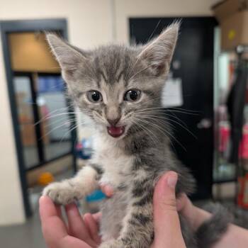 Silver -  Domestic Short Hair Cat for Adoption in Walker, Michigan - Silver | PetCurious