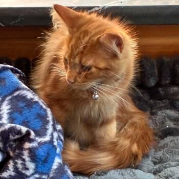 Ginger -  Tabby Cat for Adoption in Hawley, Pennsylvania - Ginger | PetCurious