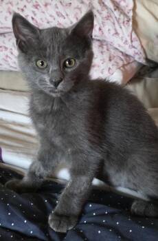 Juniper -  Domestic Short Hair Cat for Adoption in Phoenix, Arizona - Juniper | PetCurious