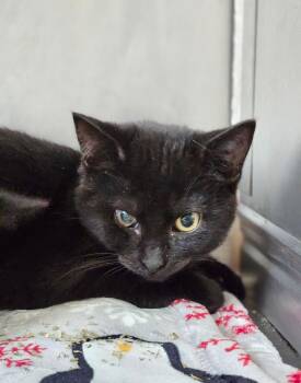 Rescue Domestic Short Hair Cats for Adoption in Pomona, New York - Eddie Munson | PetCurious