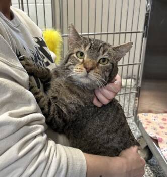 Rescue Domestic Short Hair Cats for Adoption in Rhinelander, Wisconsin - Wilson | PetCurious