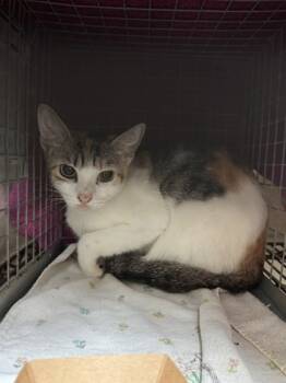 Rescue Domestic Short Hair Cats for Adoption in Honolulu, Hawaii - Sally | PetCurious