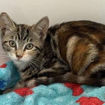Fuji -  Extra Toes Cat Hemingway Polydactyl Cat for Adoption in Long Beach, California - Fuji | PetCurious