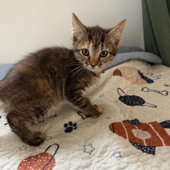 Rescue Domestic Short Hair Cats for Adoption in Sacramento, California - Daisy | PetCurious