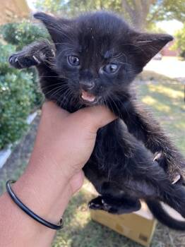 Rescue Domestic Short Hair Cats for Adoption in Dallas, Texas - GRETTA | PetCurious