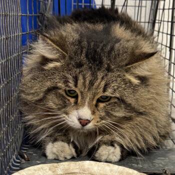 Domestic Long Hair Cats Available for Adoption - Biggie | PetCurious
