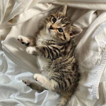 Togekiss -  Domestic Short Hair Cat for Adoption in Normal, Illinois - Togekiss | PetCurious