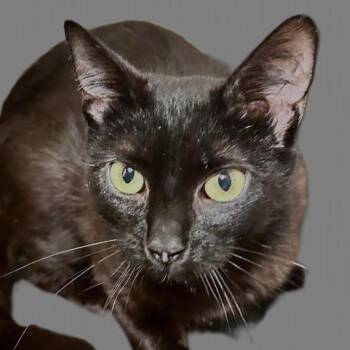 Sheba -  Domestic Short Hair Cat for Adoption in East Lansing, Michigan - Sheba | PetCurious