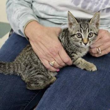 Sabrina -  Domestic Short Hair Cat for Adoption in Birmingham, Alabama - Sabrina | PetCurious