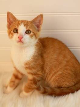 Saturn -  Domestic Short Hair and Tabby Cat for Adoption in Algood, Tennessee - Saturn | PetCurious