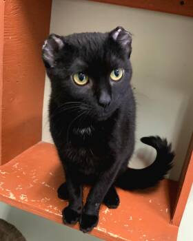 Domestic Short Hair Cats Available for Adoption - NOVA | PetCurious