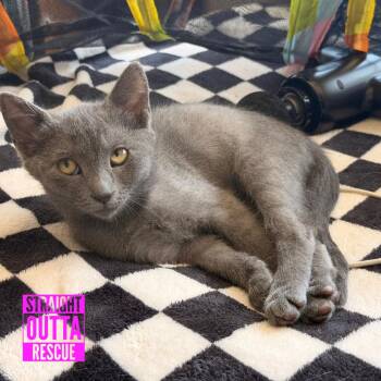 Fig -  Domestic Short Hair Cat for Adoption in Vancouver, British Columbia - Fig | PetCurious
