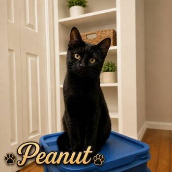 Peanut -  Domestic Short Hair Cat for Adoption in Covington, Louisiana - Peanut | PetCurious