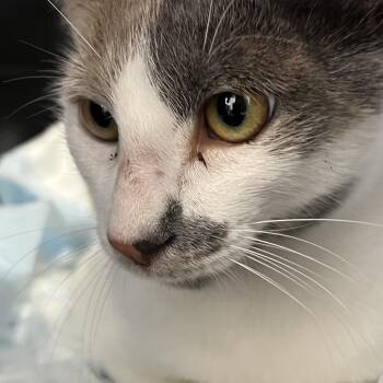 Domestic Short Hair Cats Available for Adoption in West Palm Beach, Florida - Liz | PetCurious