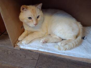 Siamese Cats Available for Adoption in Calgary, Alberta - Lorenzo | PetCurious