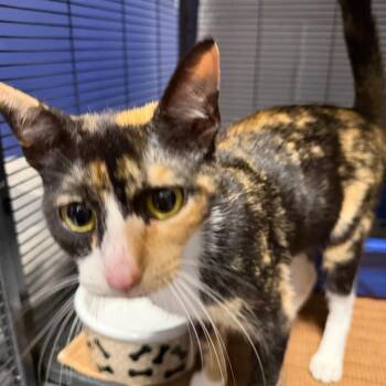 Lucia -  Domestic Short Hair Cat for Adoption in Hampton Bays, New York - Lucia | PetCurious