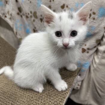 Rescue Domestic Short Hair Cats for Adoption in Fishers, Indiana - Skittles | PetCurious