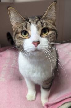 Domestic Short Hair Cats Available for Adoption in Fremont, Ohio - Molly | PetCurious