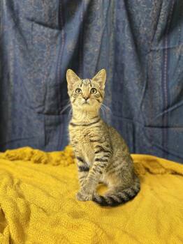 Jasper -  Domestic Short Hair Cat for Adoption in Upper Sandusky, Ohio - Jasper | PetCurious
