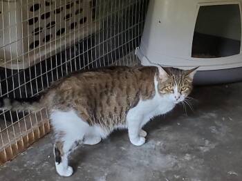 Sally -  Domestic Short Hair Cat Available for Adoption in Philippi, West Virginia - Sally | PetCurious
