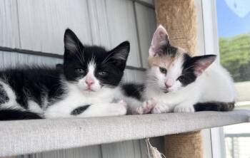 Confabulate -  Domestic Short Hair Cat for Adoption in Emerald Isle, North Carolina - Confabulate | PetCurious