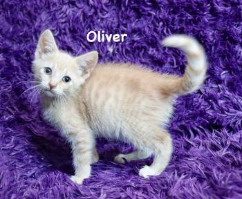 Oliver -  Tabby Cat for Adoption in St. Augustine, Florida - Oliver | PetCurious