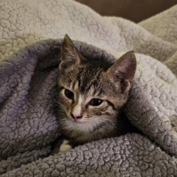 Buttons -  Domestic Short Hair Cat for Adoption in West Palm Beach, Florida - Buttons | PetCurious
