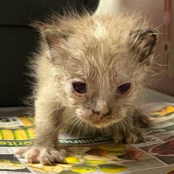 Domestic Short Hair Cats Available for Adoption in Yuma, Arizona - Blackberry | PetCurious