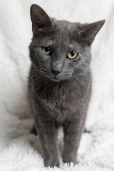 Tessa -  Domestic Short Hair Cat for Adoption in Bedford, Indiana - Tessa | PetCurious