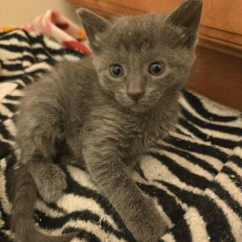 Grey female kittens -  Domestic Short Hair Cat for Adoption in Concord, Ohio - Grey Female Kittens | PetCurious