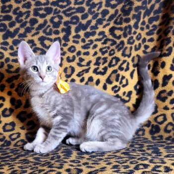 Dorinda -  Domestic Short Hair Cat for Adoption in Mountain Home, Arkansas - Dorinda | PetCurious