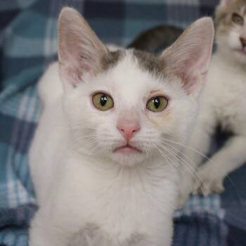 Casper -  Domestic Short Hair Cat for Adoption in Champaign, Illinois - Casper | PetCurious