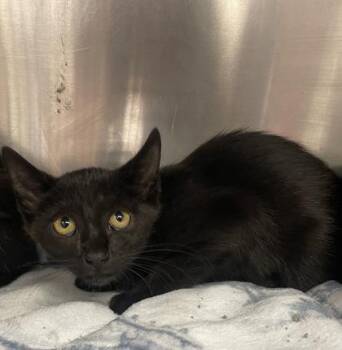 Dutchess -  Domestic Short Hair Cat for Adoption in Houston, Texas - Dutchess | PetCurious