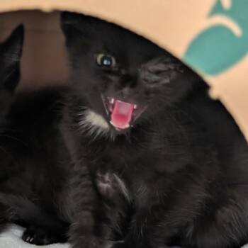 Deedee (Bonded with Dexter) -  Domestic Short Hair Cat for Adoption in Sonoma, California - Deedee (Bonded With Dexter) | PetCurious