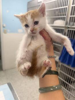 McMuffin -  Domestic Short Hair and Tabby Cat Available for Adoption in Fort Walton Beach, Florida - McMuffin | PetCurious